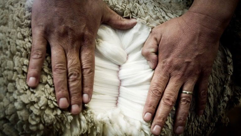 Medicinal properties of merino wool